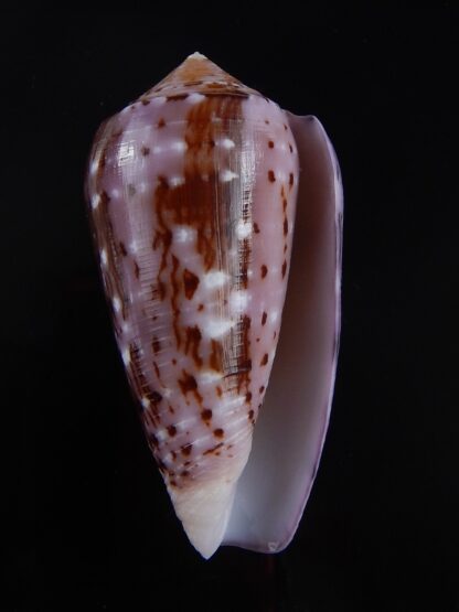 Conus floccatus floccatus ..purple ..59,8 mm Gem-36023