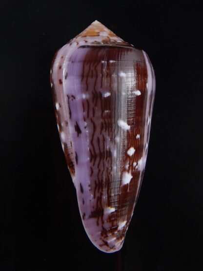 Conus floccatus floccatus ..purple ..59,8 mm Gem-36024