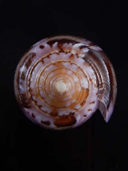 Conus floccatus floccatus ..purple ..59,8 mm Gem-36025
