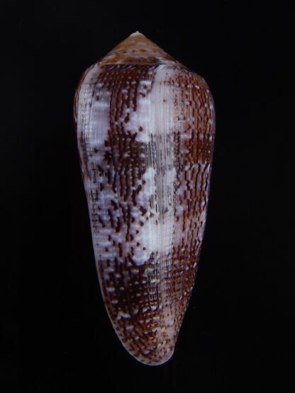 Conus floccatus floccatus ..purple ..61,6 mm Gem-36034