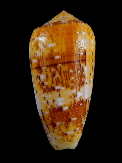 Conus floccatus magdalenae 63,2 mm Gem-36073