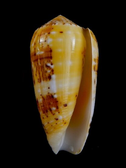Conus floccatus magdalenae 63,2 mm Gem-36075