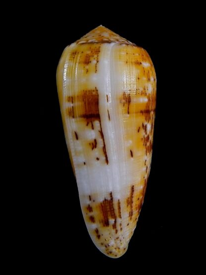 Conus floccatus magdalenae 63,2 mm Gem-36071
