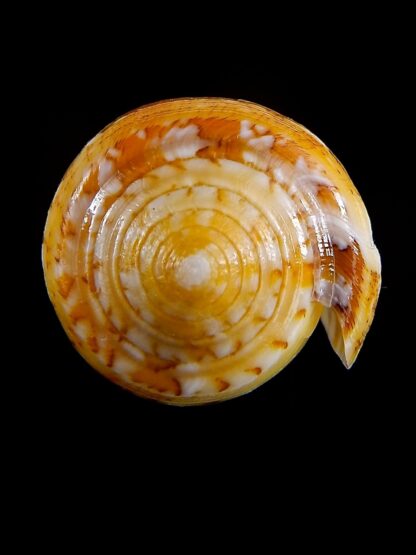Conus floccatus magdalenae 63,2 mm Gem-36074