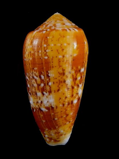 Conus floccatus magdalenae 60,1 mm Gem-36063