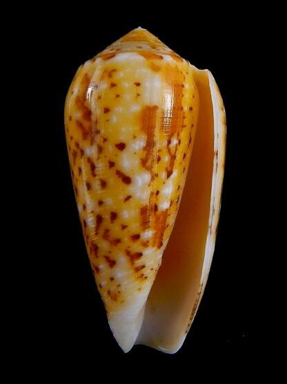 Conus floccatus magdalenae 60,1 mm Gem-36062