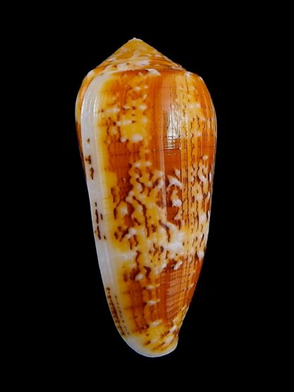 Conus floccatus magdalenae 60,1 mm Gem-36065