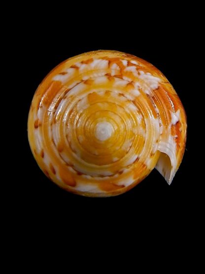Conus floccatus magdalenae 60,1 mm Gem-36064