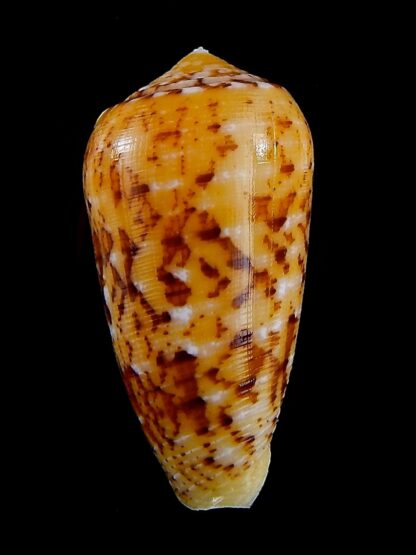 Conus floccatus magdalenae 55,4 mm Gem-36079