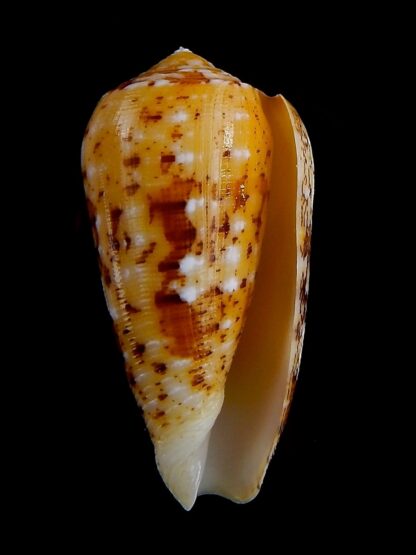 Conus floccatus magdalenae 55,4 mm Gem-36077