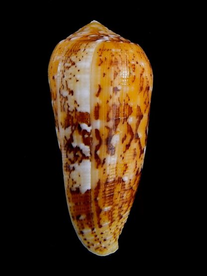 Conus floccatus magdalenae 55,4 mm Gem-36078