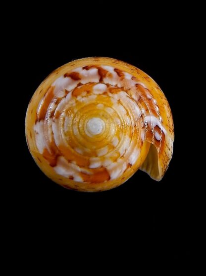 Conus floccatus magdalenae 55,4 mm Gem-36080