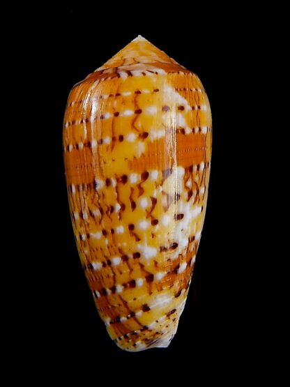 Conus floccatus magdalenae 53,7 mm Gem-36052