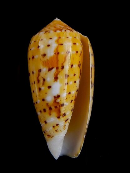 Conus floccatus magdalenae 53,7 mm Gem-36053