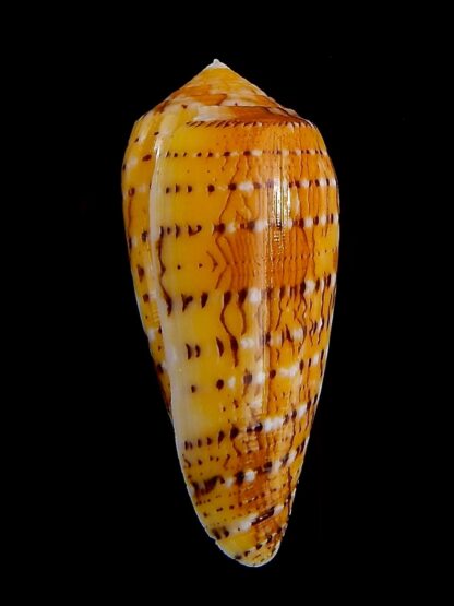 Conus floccatus magdalenae 53,7 mm Gem-36055