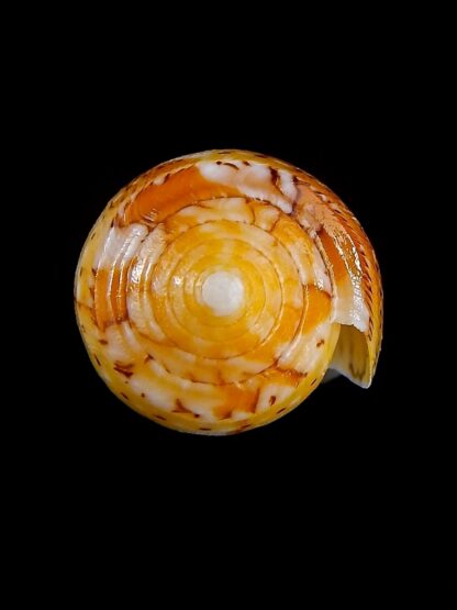 Conus floccatus magdalenae 53,7 mm Gem-36054