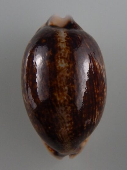 Mauritia eglantina N&R 53,3 mm Gem-36163