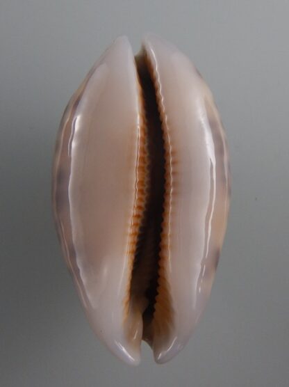 Mauritia eglantina N&R 53,3 mm Gem-36158