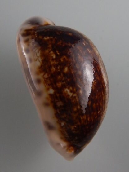 Mauritia eglantina N&R 53,3 mm Gem-36159