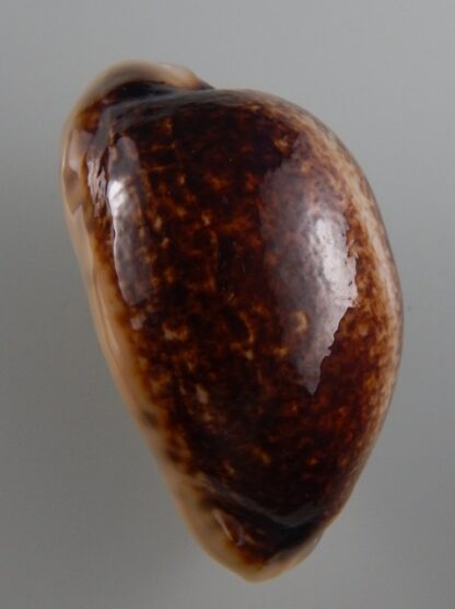 Mauritia eglantina N&R 58,4 mm Gem-36188