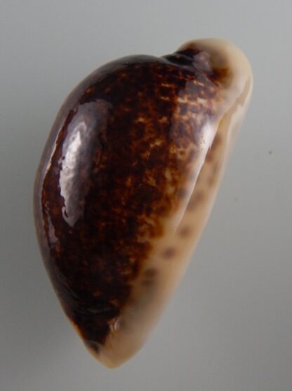 Mauritia eglantina N&R 58,4 mm Gem-36189