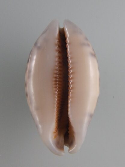 Mauritia eglantina N&R 50,9 mm Gem-36145