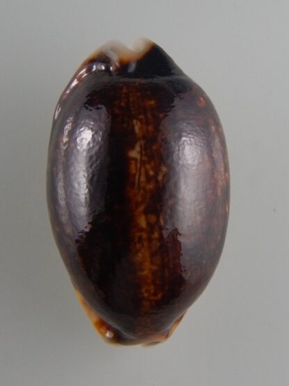 Mauritia eglantina N&R 50,7 mm Gem-36132