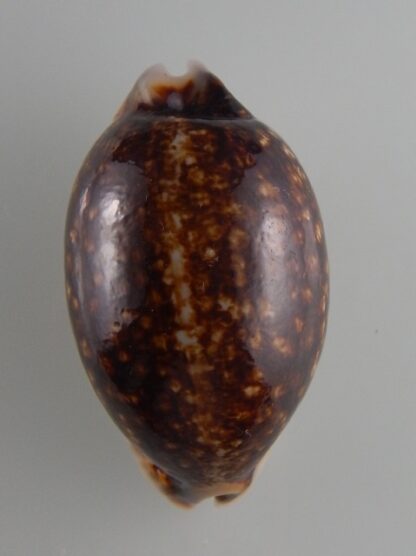 Mauritia eglantina N&R 54,3 mm Gem-36172