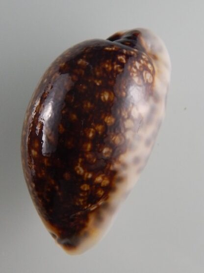 Mauritia eglantina N&R 54,3 mm Gem-36178