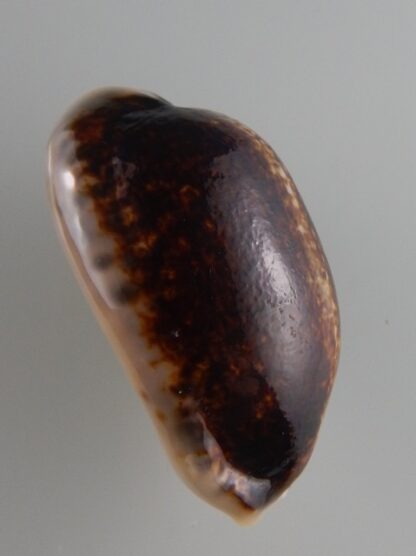 Mauritia eglantina N&R 49,7 mm Gem-36119