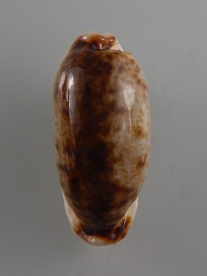 Erronea cylindrica lanella N&R 34,2 mm Gem -36200