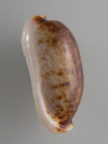 Erronea cylindrica lanella N&R 34,2 mm Gem -36203