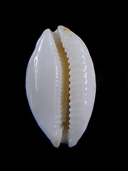 Cribrarula cribraria zadela N&R 26,1 mm Gem-36325