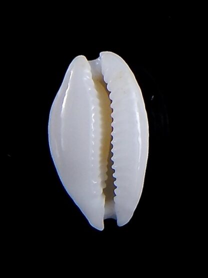 Cribrarula cribraria zadela N&R 20,7 mm Gem-36313