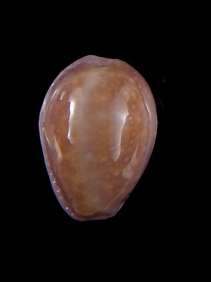 Naria poraria " overglazed " 19,1 mm Gem-36365