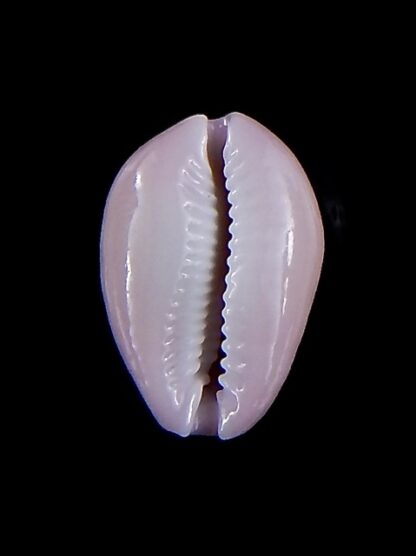 Naria poraria " overglazed " 19,1 mm Gem-36368