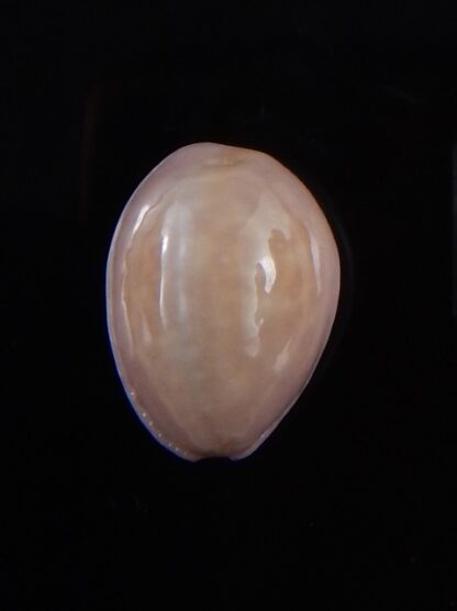 Naria poraria " overglazed " 18,5 mm Gem-36351