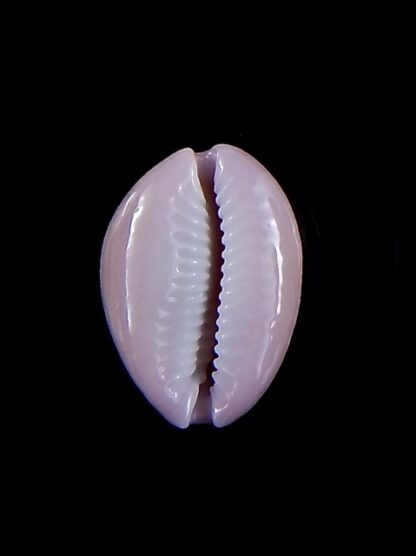 Naria poraria " overglazed " 18,5 mm Gem-36356