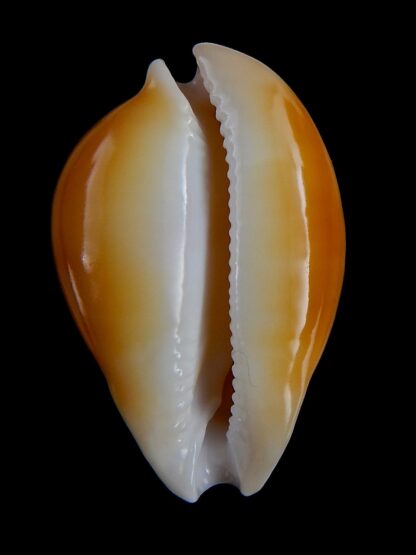 Nesiocypraea teramachii neocaledonica 50,4 mm Gem-36913