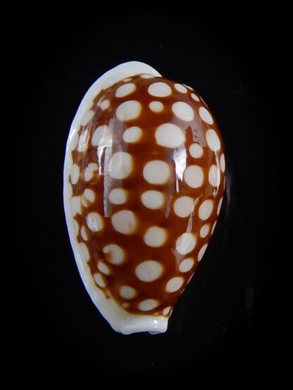 Cribrarula cribraria australiensis 24,4 mm Gem-36492