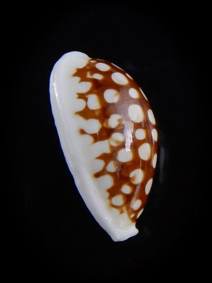 Cribrarula cribraria australiensis 24,4 mm Gem-36496