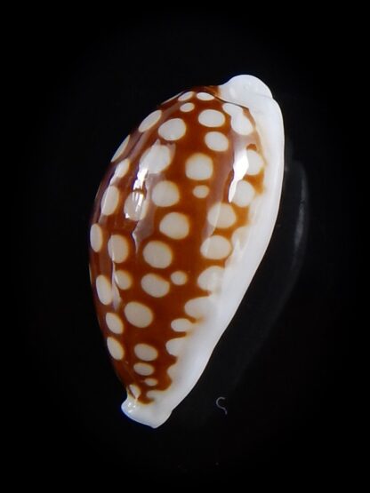 Cribrarula cribraria australiensis 24,4 mm Gem-36495