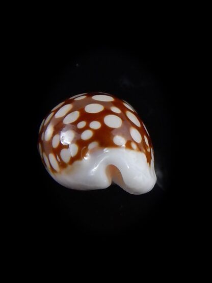 Cribrarula cribraria australiensis 24,4 mm Gem-36493