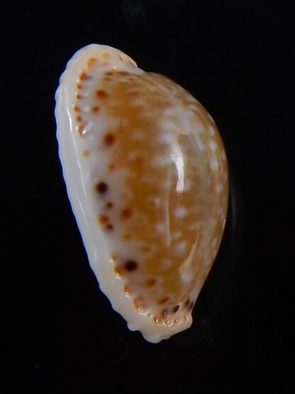 Naria cernica viridicolor 19,5 mm Gem-36628