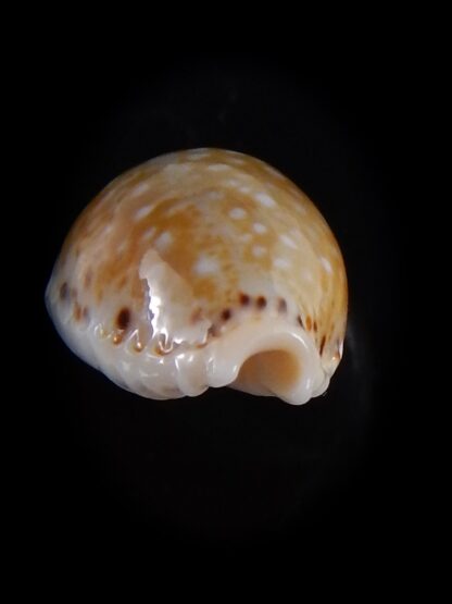 Naria cernica viridicolor 19,5 mm Gem-36627