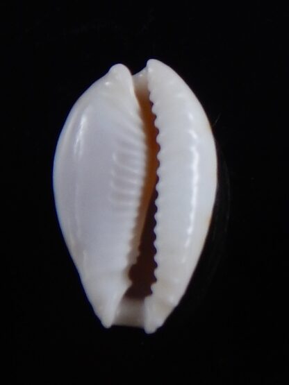 Naria cernica viridicolor 19,4 mm Gem-36610