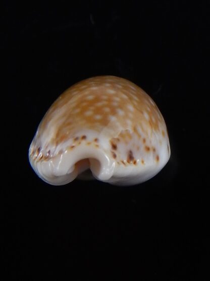 Naria cernica viridicolor 21,5 mm Gem-36669