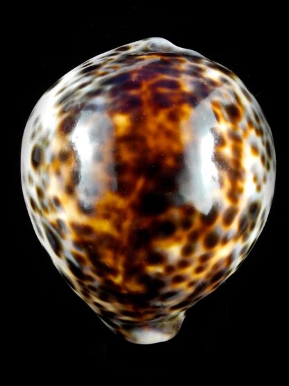Cypraea tigris lorenzi ... flat Marquesan forme... 77,6 mm X 45,5 mm Gem (-)-36676