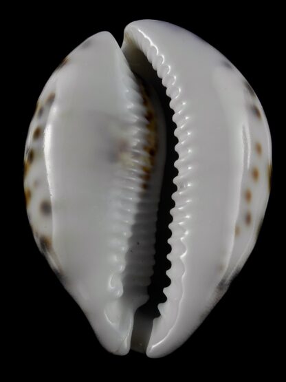 Cypraea tigris lorenzi ... flat Marquesan forme... 77,6 mm X 45,5 mm Gem (-)-36677