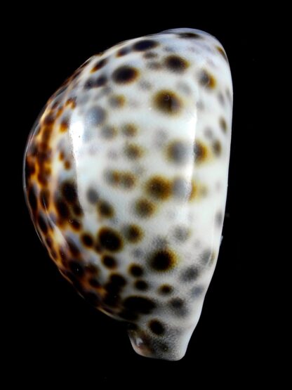 Cypraea tigris lorenzi ... flat Marquesan forme... 77,6 mm X 45,5 mm Gem (-)-36675